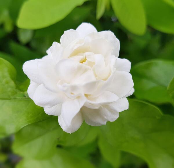 عکس گل یاس جاسمین