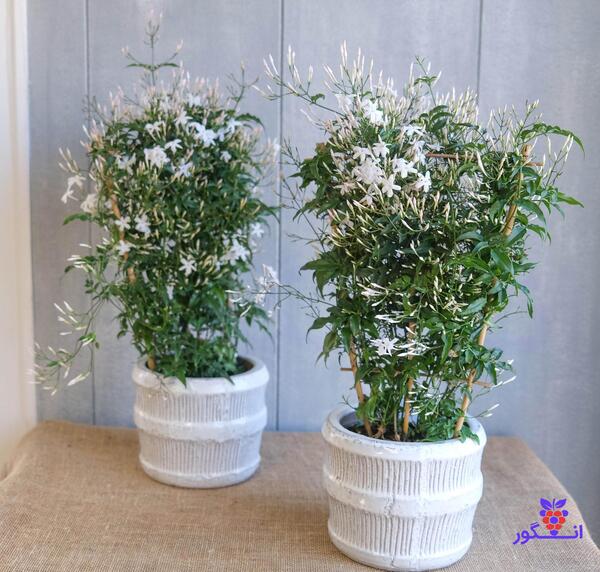 عکس گل یاس جاسمین