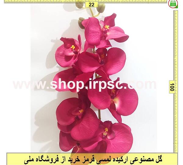 عکس گل ارکیده قرمز