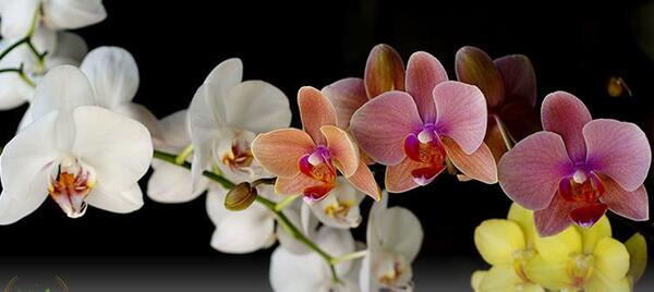 عکس گل ارکیده قرمز