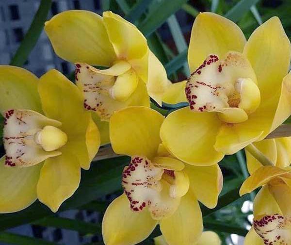 عکس گل ارکیده قرمز