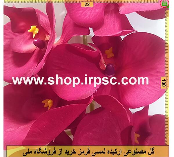 عکس گل ارکیده قرمز