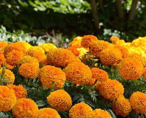 دانلود عکس گل جعفری