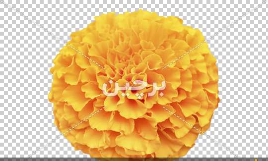 دانلود عکس گل جعفری