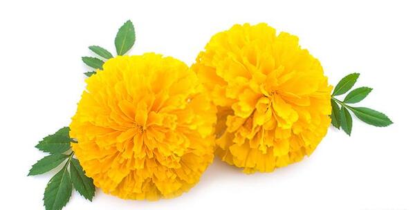 دانلود عکس گل جعفری