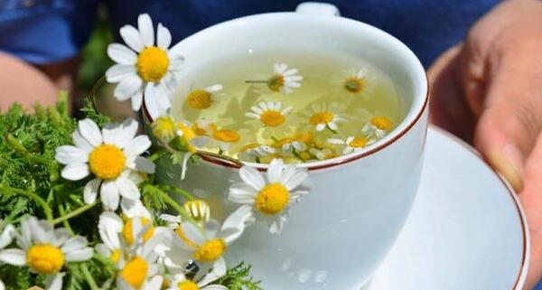 عکس گل بابونه زرد