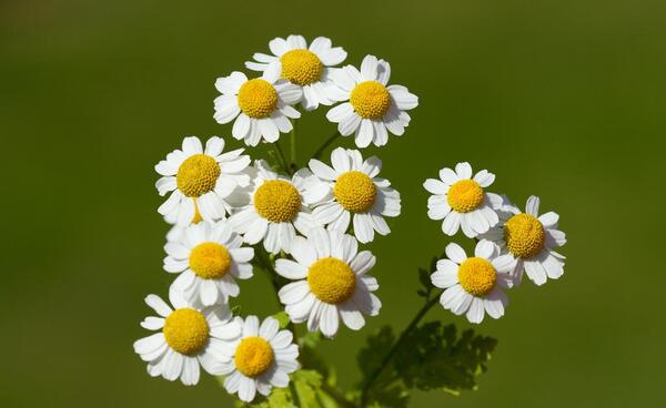 عکس گل بابونه زرد