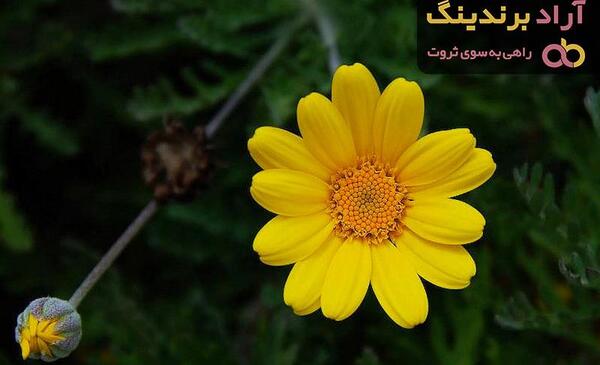 عکس گل بابونه زرد