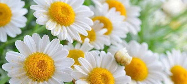 عکس گل بابونه زرد