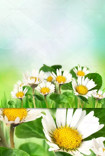 عکس گل بابونه زرد