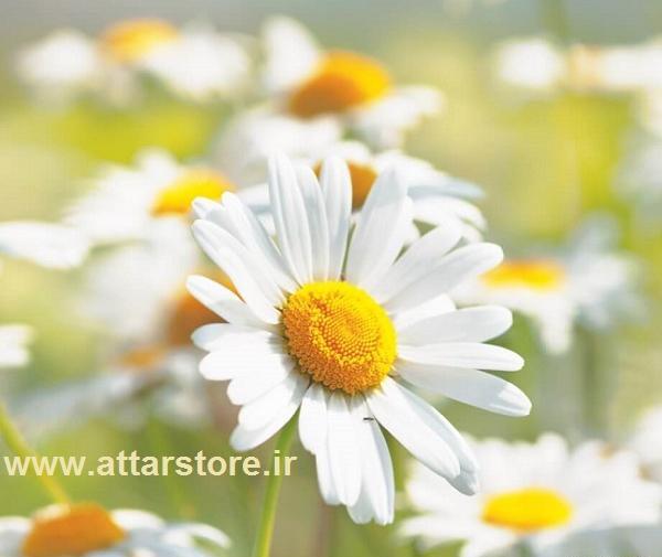 عکس گل بابونه زرد
