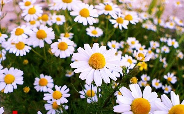 عکس گل بابونه زرد