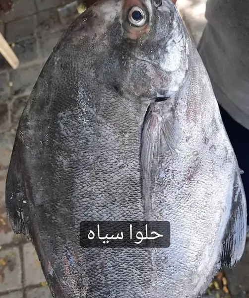 عکس ماهی سیاه سفید