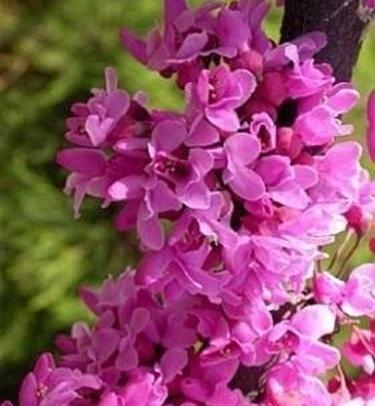 عکس گل ارغوان زیبا