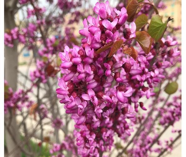 عکس گل ارغوان زیبا