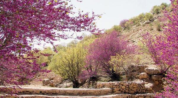 عکس گل ارغوان زیبا