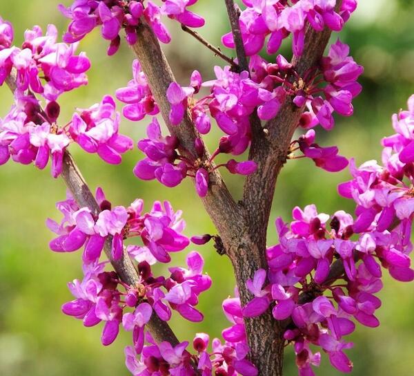 عکس گل ارغوان زیبا