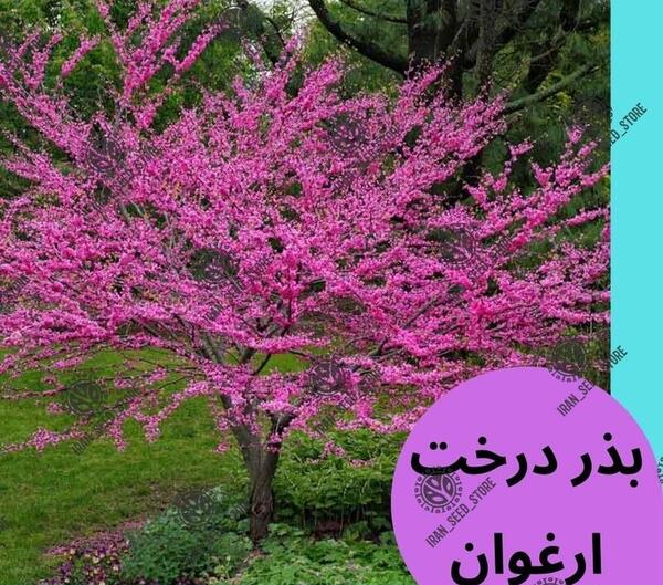 عکس گل ارغوان زیبا