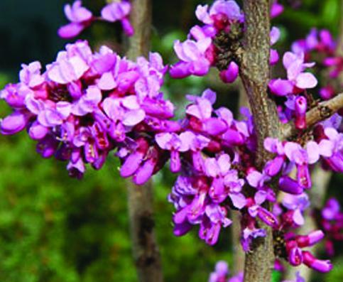 عکس های گل ارغوان