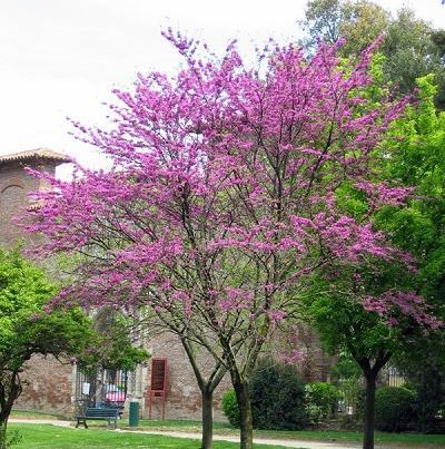 عکس های گل ارغوان