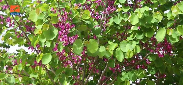 عکس های گل ارغوان