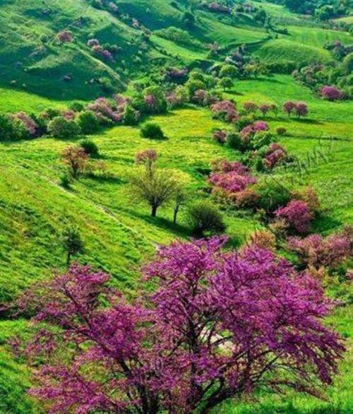 عکس های گل ارغوان