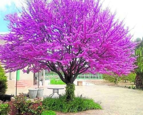 عکس های گل ارغوان