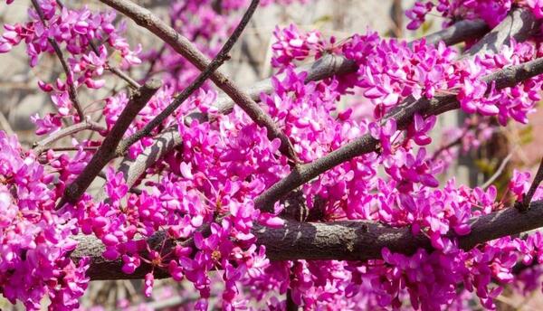 عکس های گل ارغوان