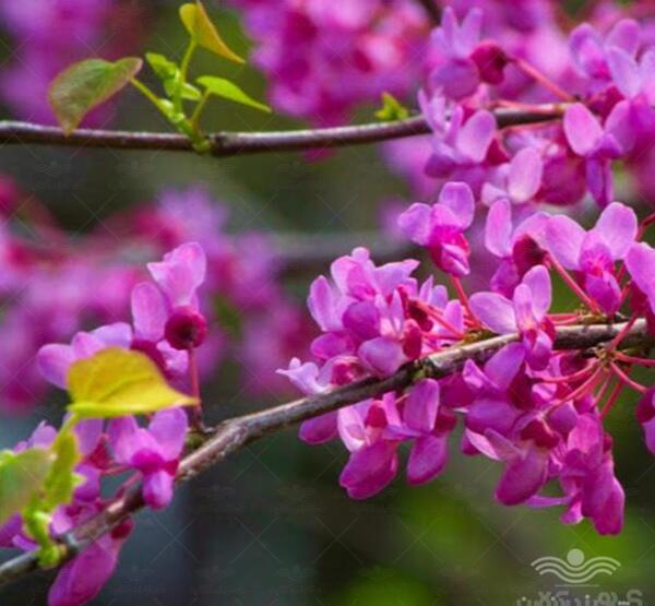 عکس های گل ارغوان