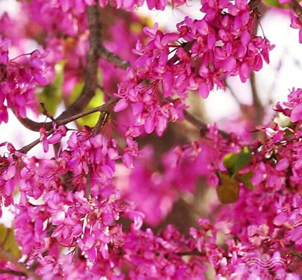 عکس های گل ارغوان