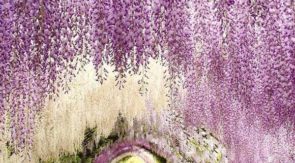 عکس های گل ارغوان