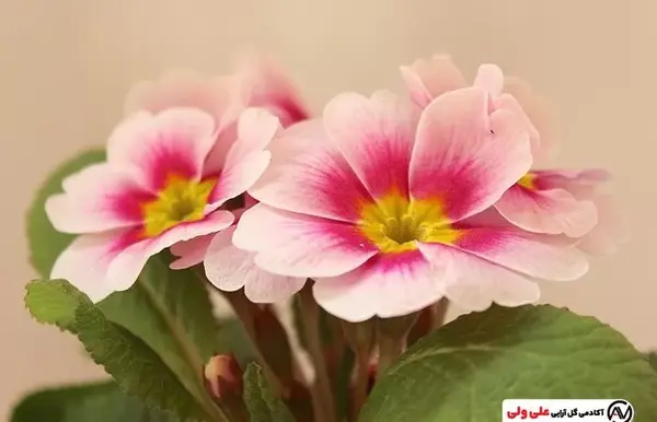 عکس گل پامچال قرمز