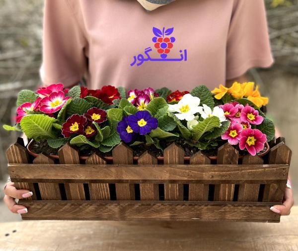 عکس گل پامچال قرمز