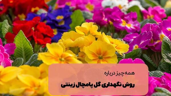 عکس گل پامچال قرمز