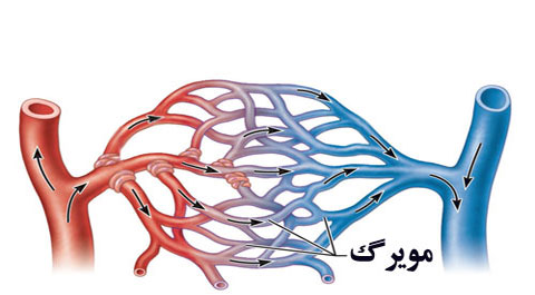 عکس سیاهرگ واقعی