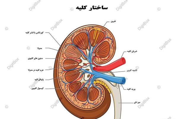 عکس سیاهرگ واقعی