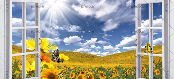 عکس گل آبی آسمانی