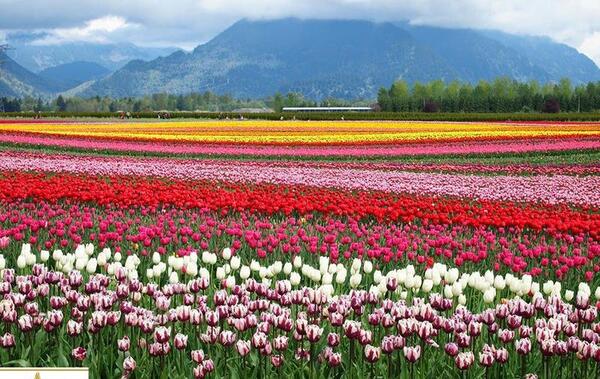 باغ عکس گل های زیبای جهان