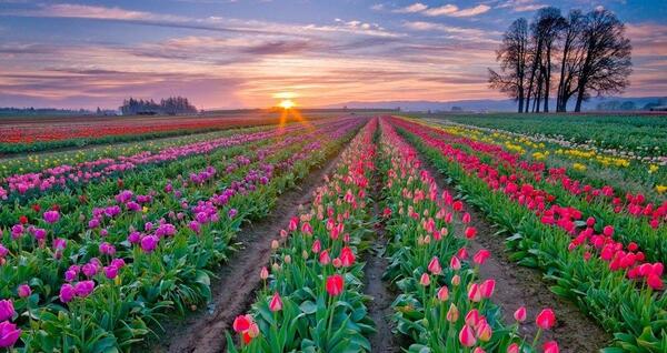 باغ عکس گل های زیبای جهان