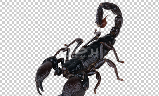 عکس عقرب سیاه