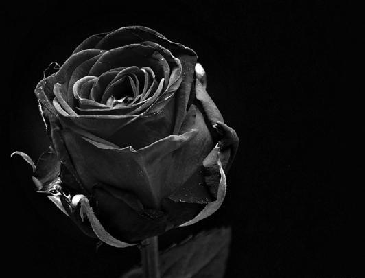 عکس سیاه و سفید گل رز