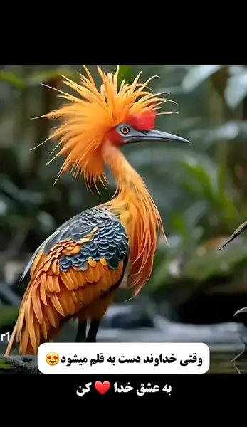 عکس عاشقانه حیوانات و پرندگان