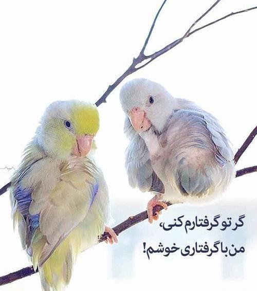عکس عاشقانه حیوانات و پرندگان