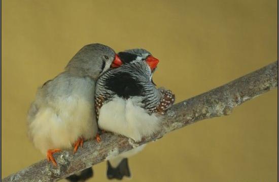 عکس عاشقانه حیوانات و پرندگان