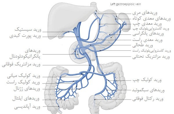 عکس سیاهرگ باب و فوق کبدی