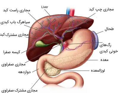 عکس سیاهرگ باب و فوق کبدی