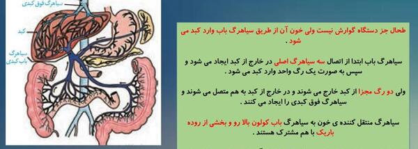عکس سیاهرگ باب و فوق کبدی