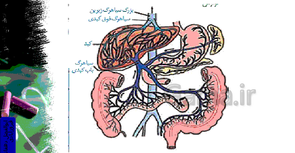 عکس سیاهرگ باب و فوق کبدی