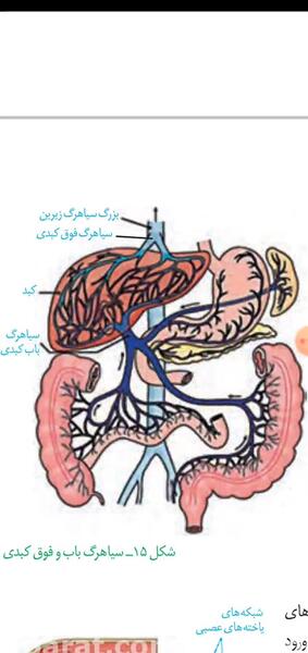 عکس سیاهرگ باب و فوق کبدی