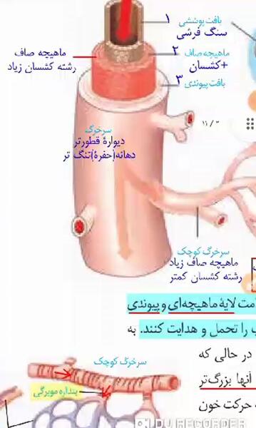عکس سیاهرگ و سرخرگ و مویرگ